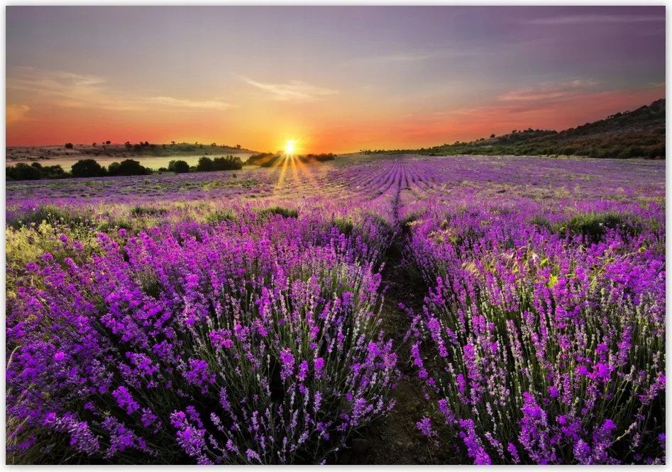Fotótapéta flizelina 416x290 Levendula mező Nyugat