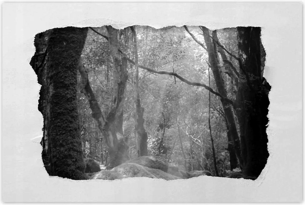 Poszterek 120x80 Rejtélyes erdő Sugárzás