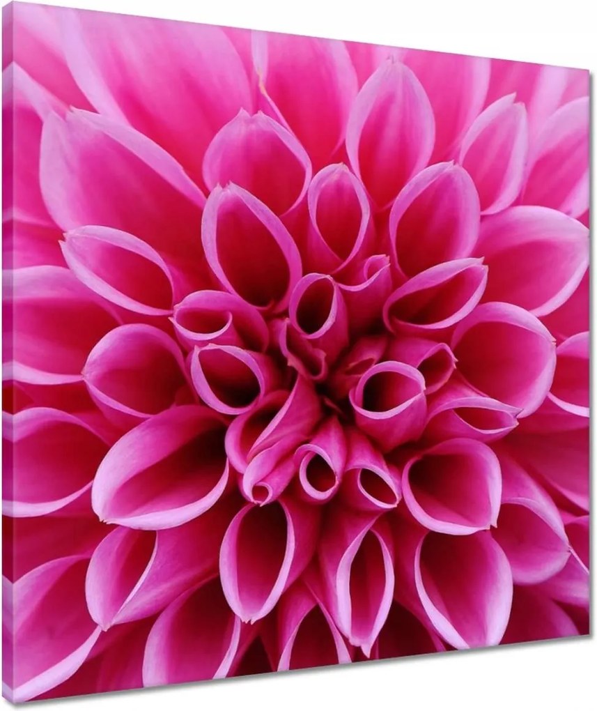 Vászonkép 50x50 Liliom