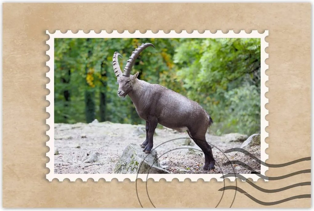 Poszter 60x40 Alpesi bak Szarvak