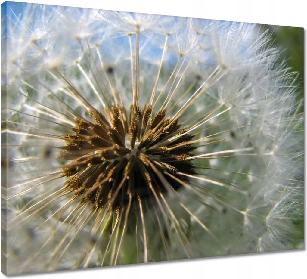 Vászonkép 50x40 Pitypang Virág Virágok