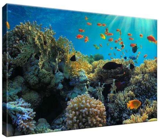 Vászonkép Gyönyörű korallzátony 30x20cm 2161A_1T