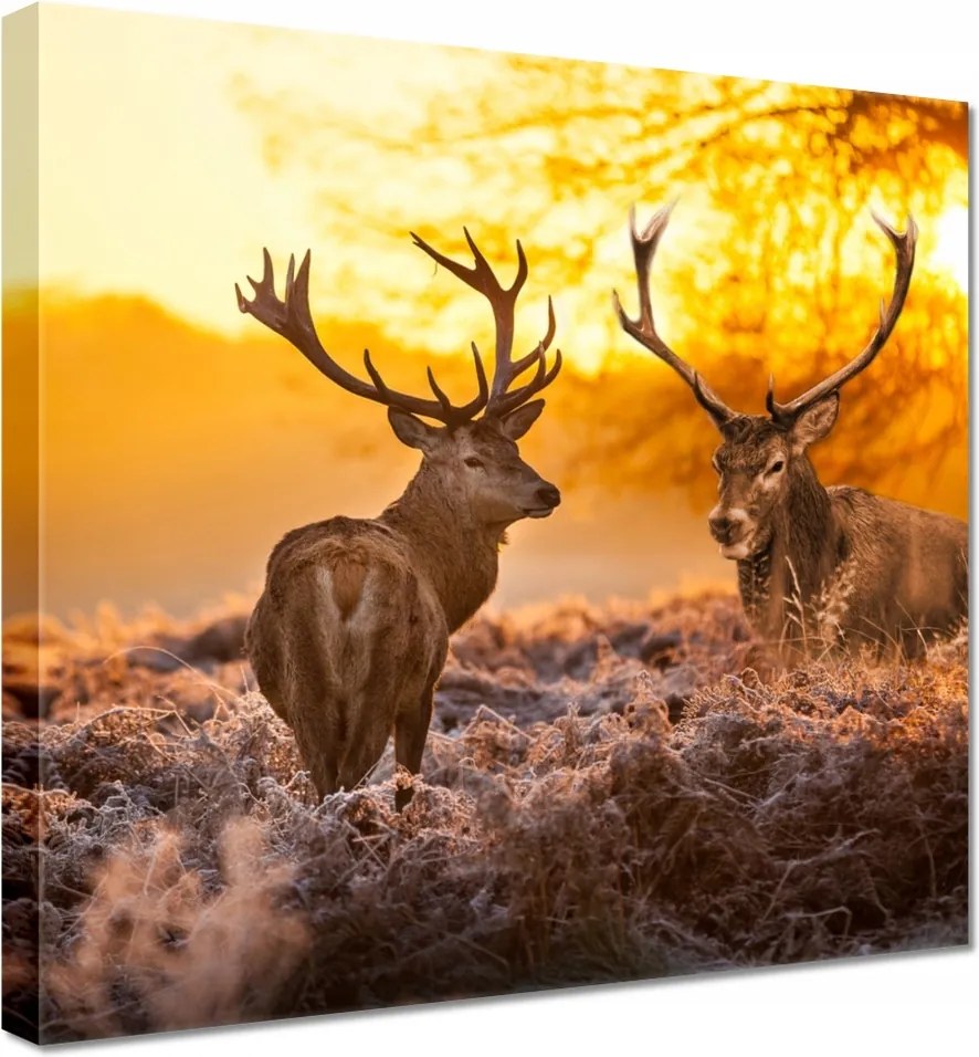 Vászonkép 20x20 Szarvasok a bömbölőn