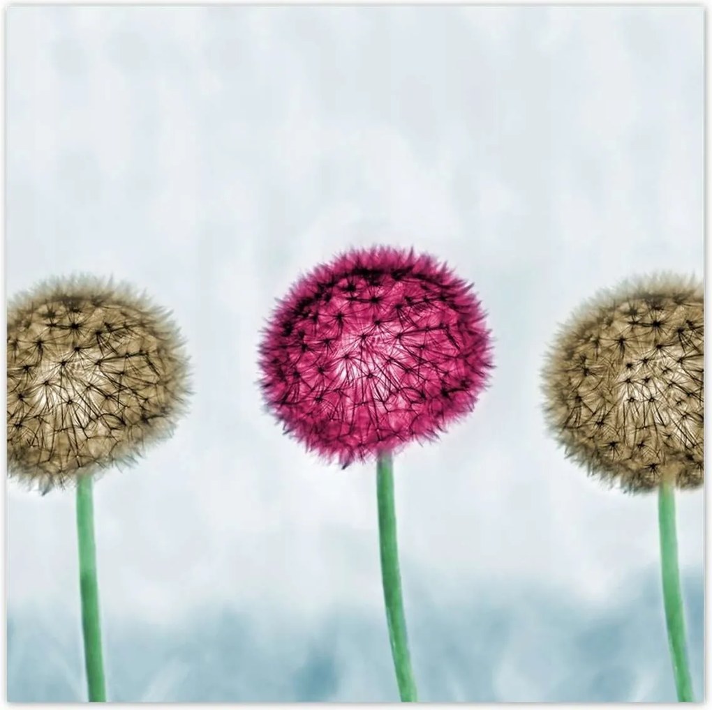 Poszterek 100x100 Pitypangok