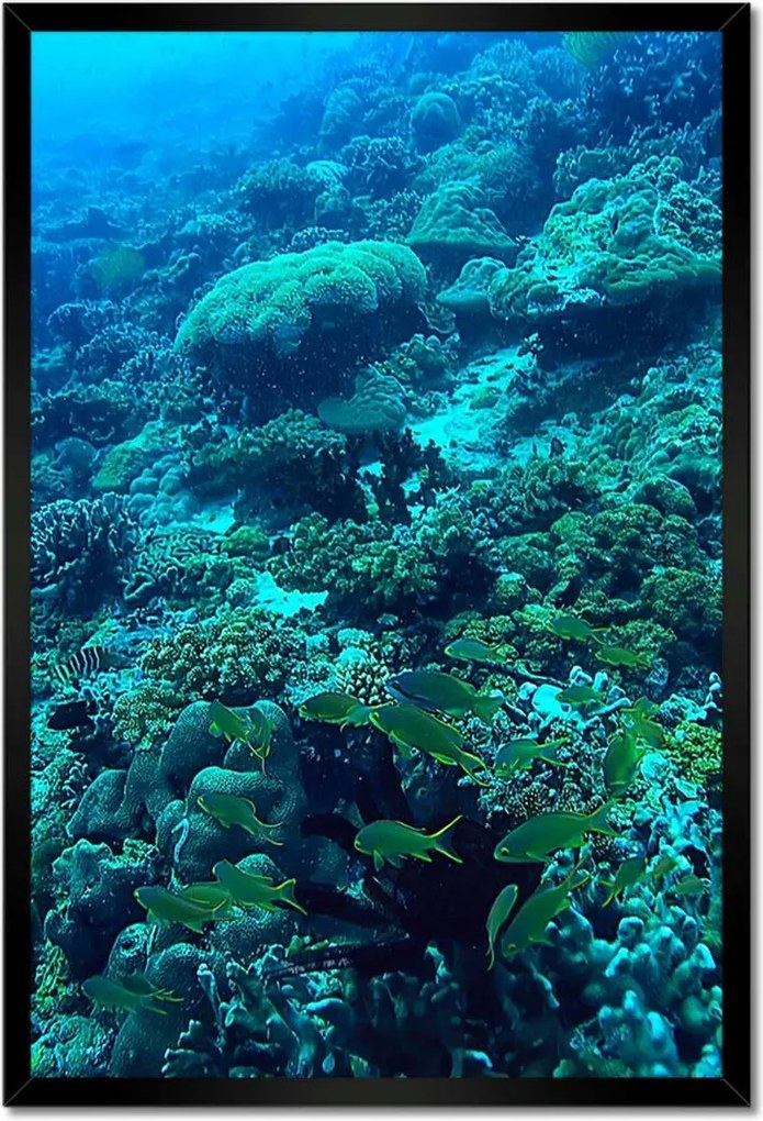 Poszterek keretben 40x60 Víz alatti haltúra