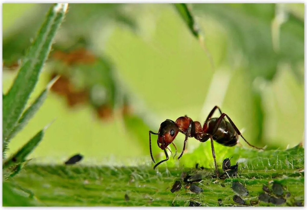 Poszterek 200x135 Hangya Makró fotó