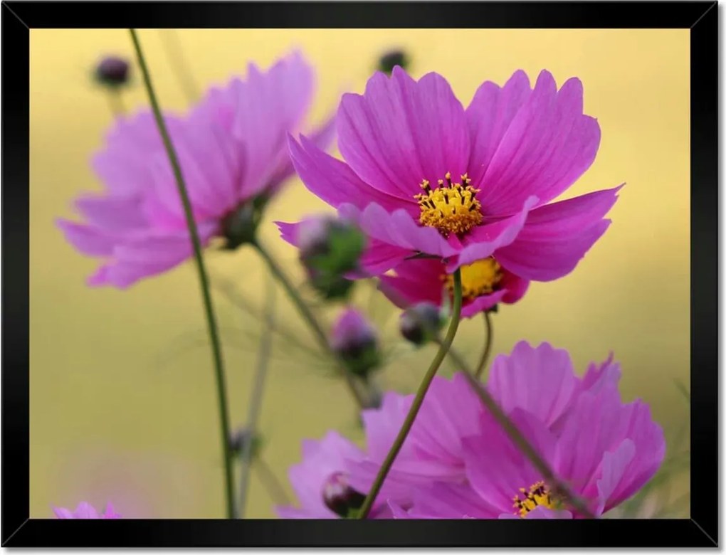 Poszterek keretben 40x30 Virágok a réten