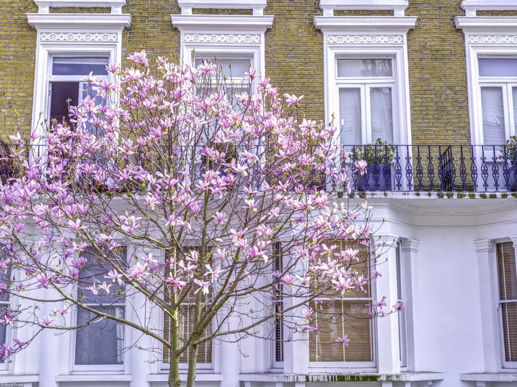 Poszter 40x30cm Magnóliafa a londoni ház előtt, Assaf Frank