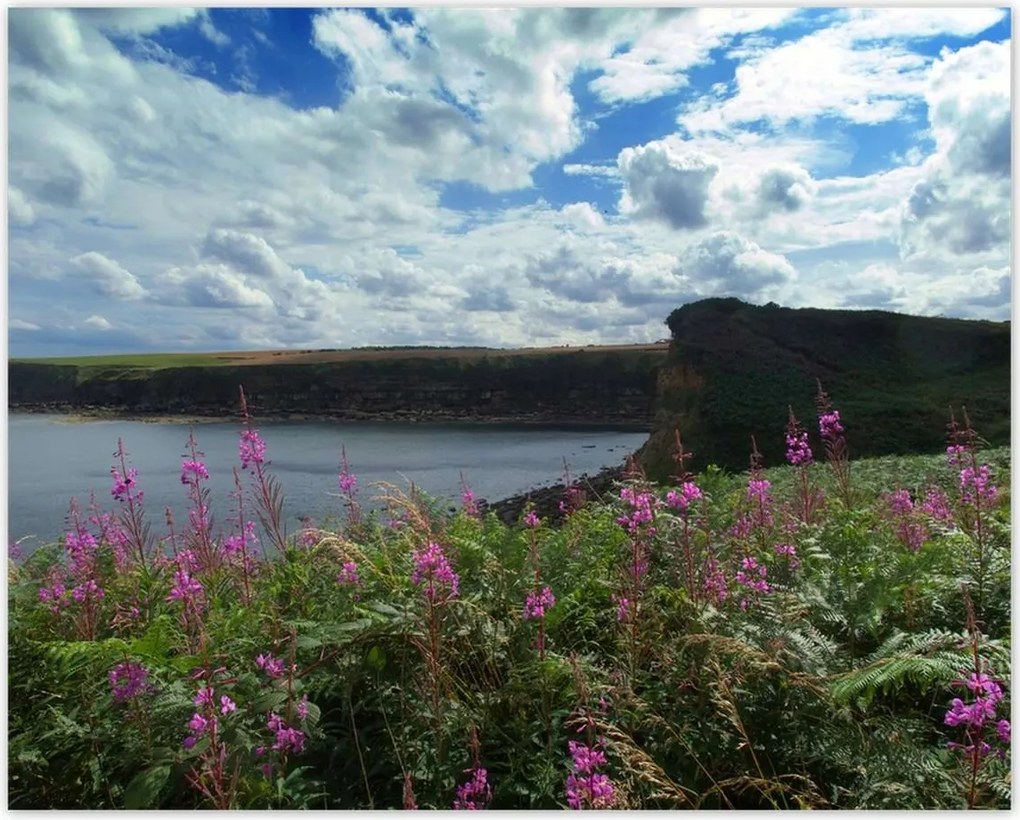 Poszterek 50x40 Lila virágok