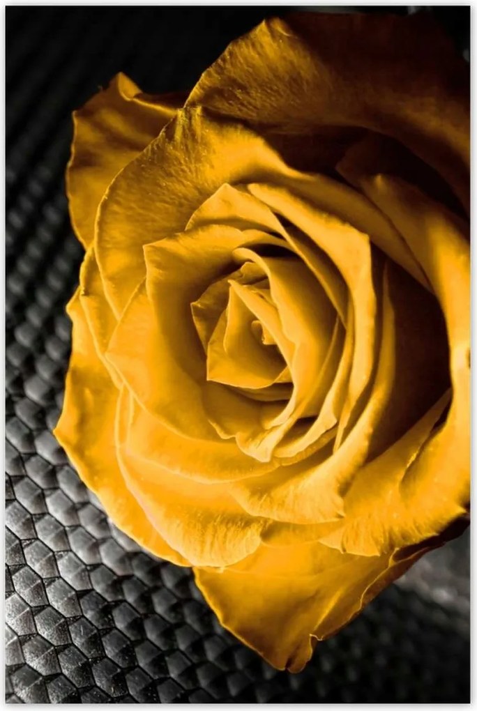 Poszterek 80x120 Sárga rózsa