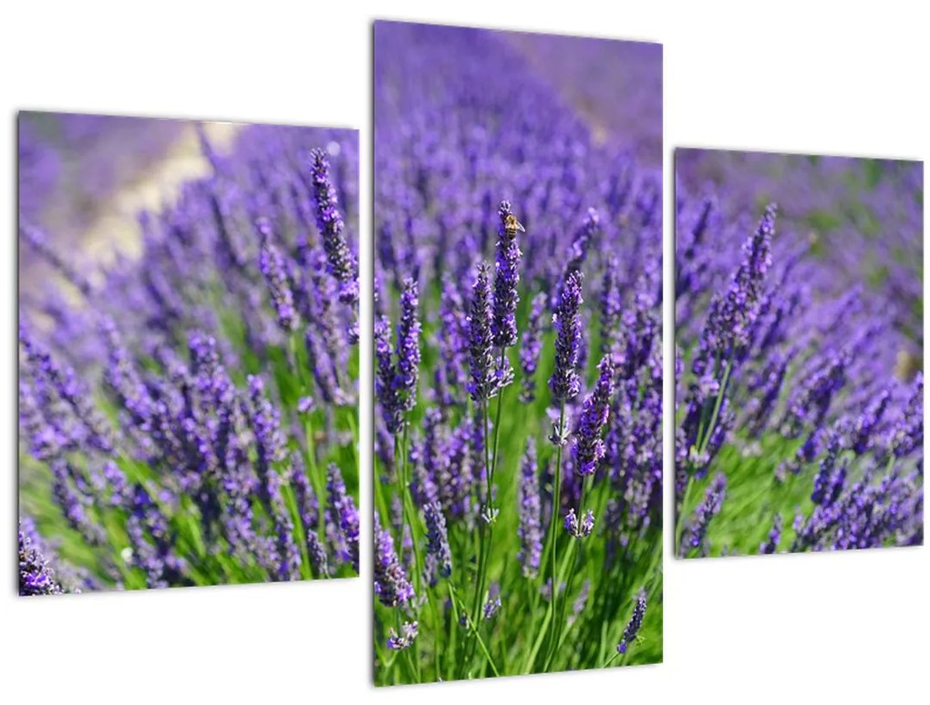 Kép - levandula (90x60 cm)