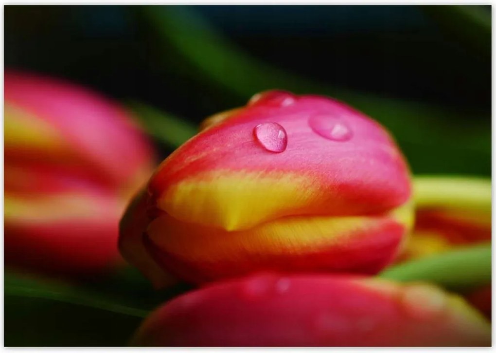 Poszterek 100x70 Tulipánok makró fotó