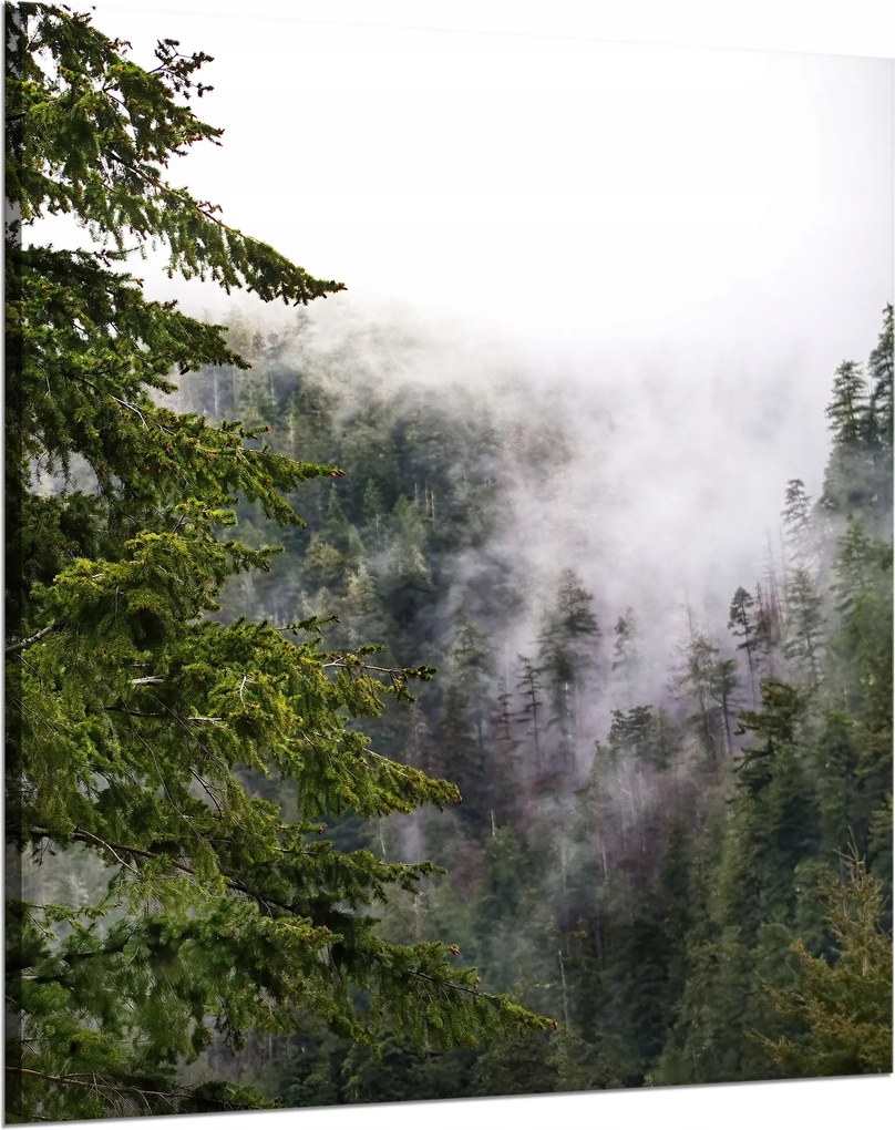 Vászonkép Természet Ködös fák 80x100 cm