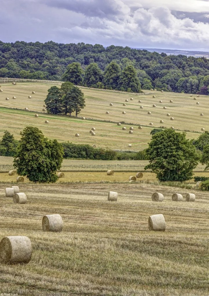 Poszter 21x29,7cm Szénakazalok a mezőkön, Assaf Frank