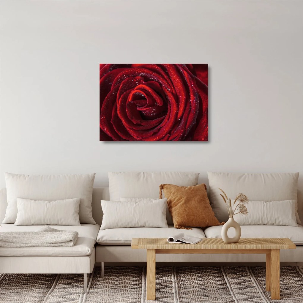 Üveg kép - Vörös rózsa harmatcseppekkel (70x50 cm)