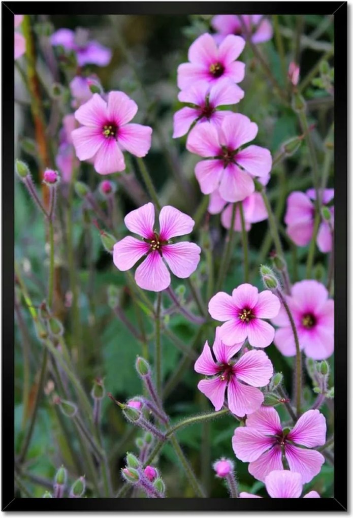 Poszter keretben 40x60 Lila virágok