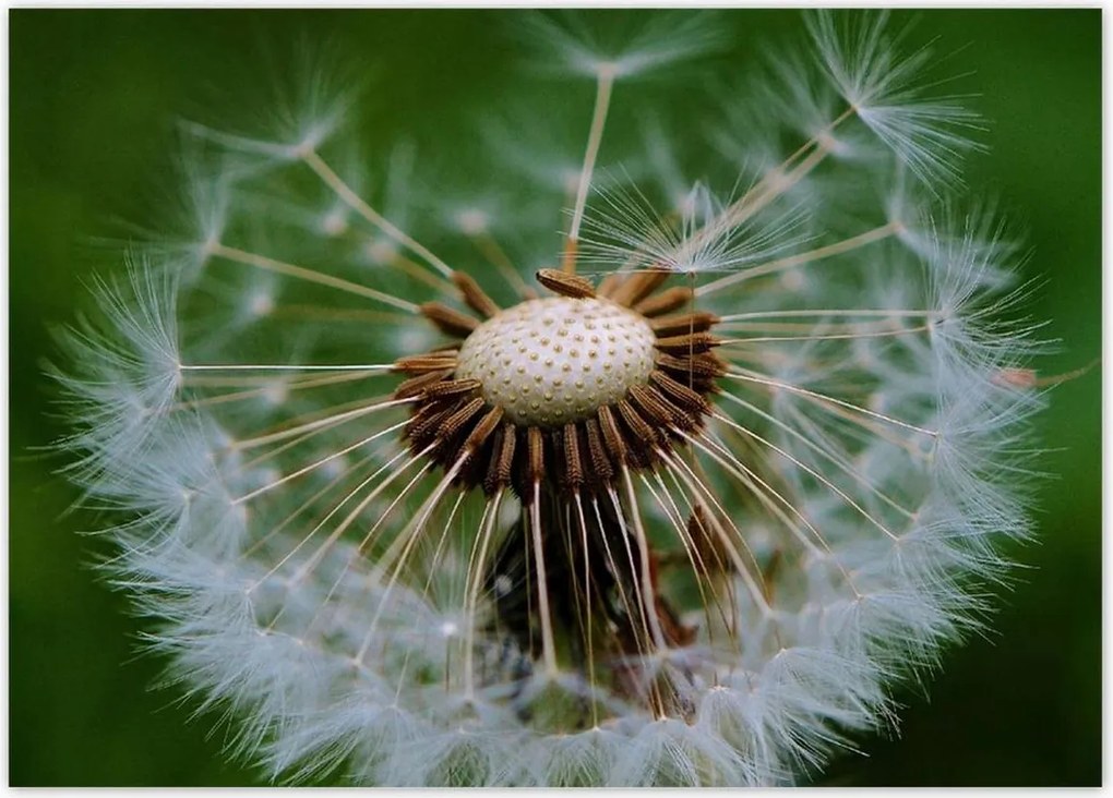 Poszterek 70x50 Pitypang Virág Virágok