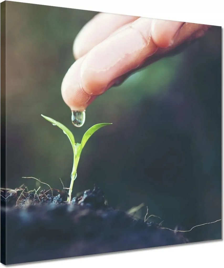 Vászonkép 40x40 Palánta növény csepp