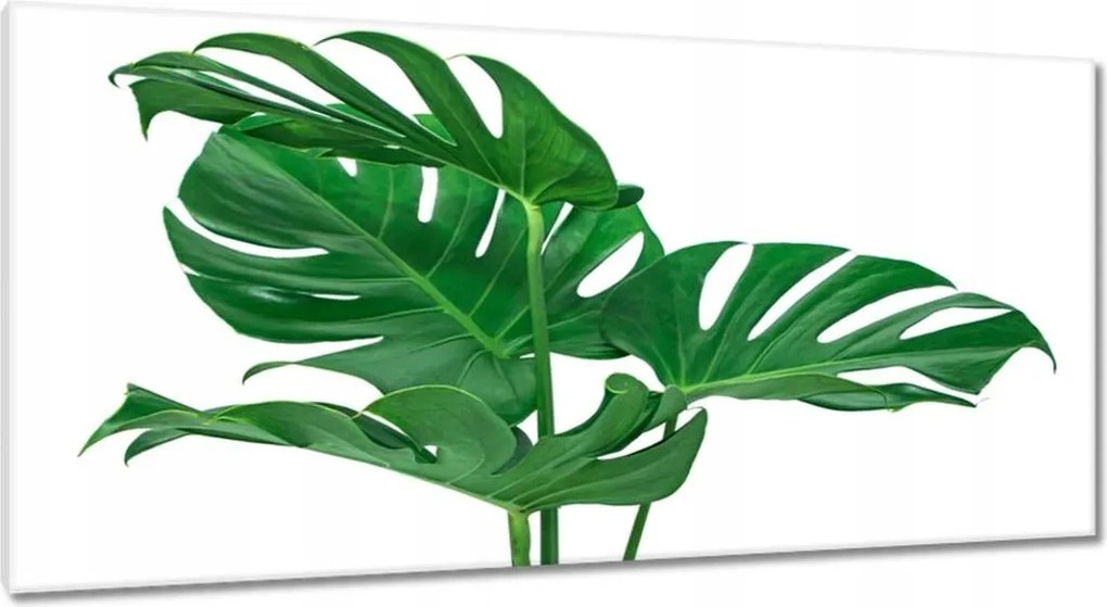 Vászonkép 115x55 Monstera Lyukas levelek
