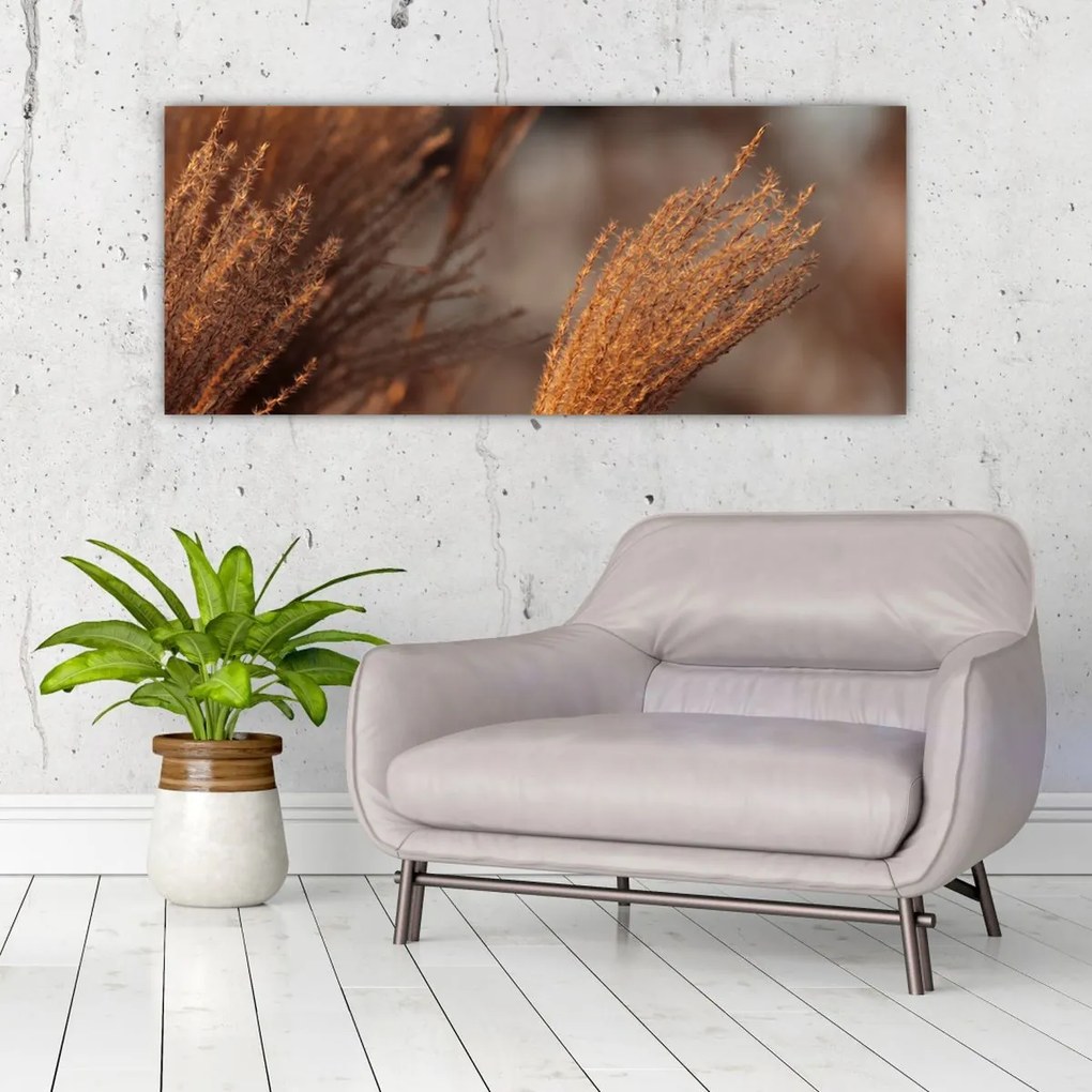 Kép - Cortaderia (120x50 cm)