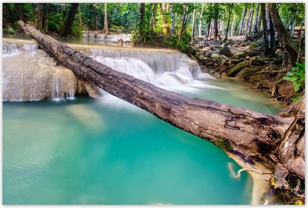 Poszterek 120x80 Kidőlt fa