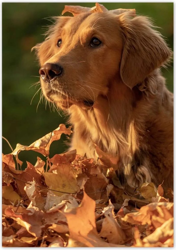 Poszterek 70x100 Őszi kutya portré fotó