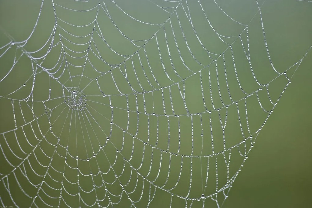 Poszter 45x30cm Pókháló, Assaf Frank