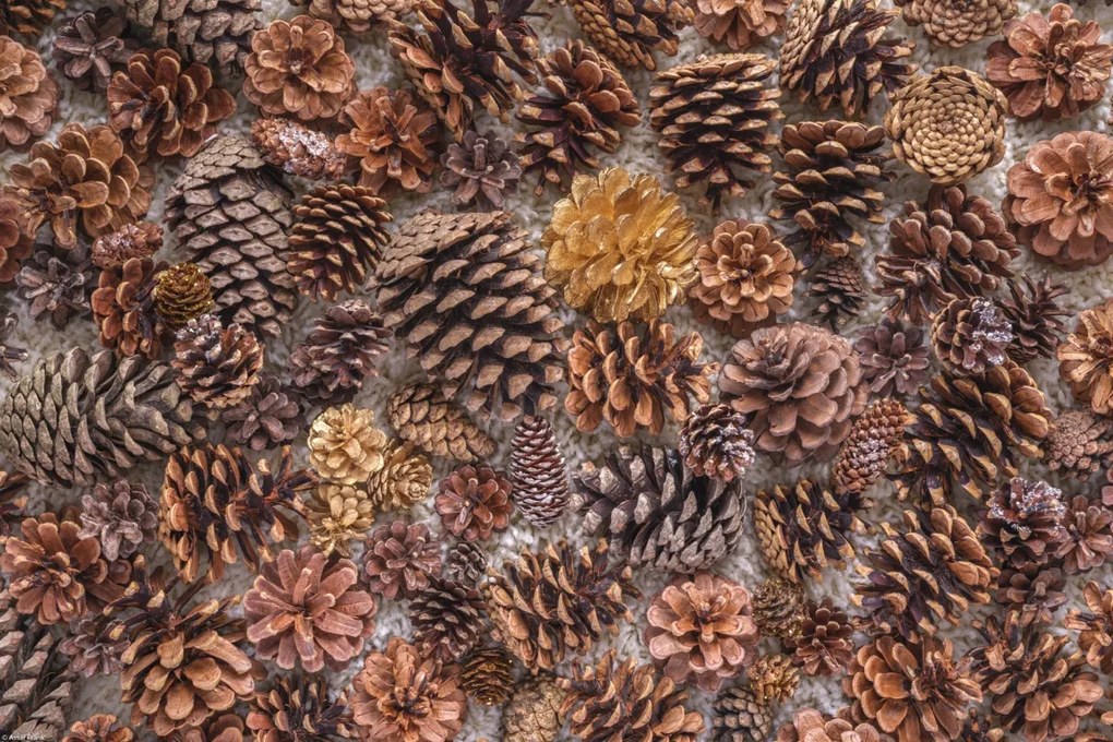 Poszter 45x30cm Fenyőtoboz, Assaf Frank