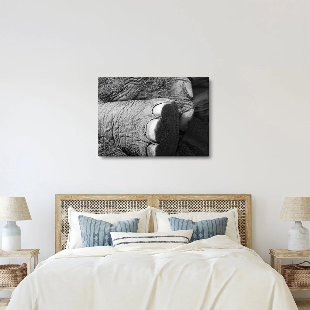Kép - Elefánt láb (70x50 cm)