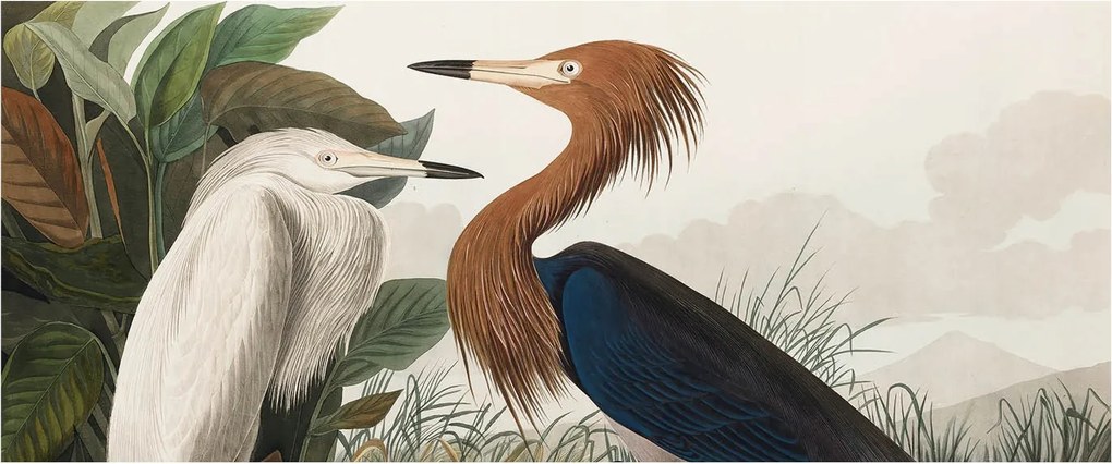 Fotótapéta Flizelin Fal a Hálószobába Madarak a növényekben 250x104 Ragasztó