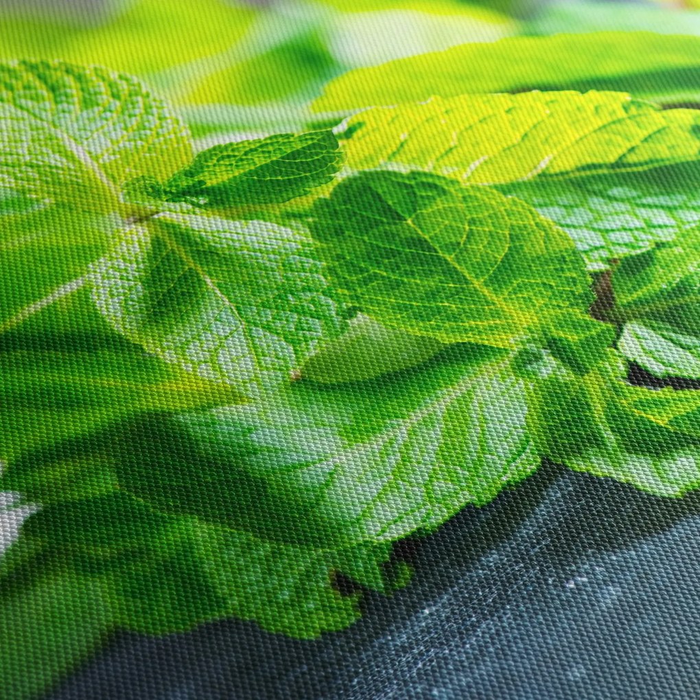 A menta képe (90x60 cm)