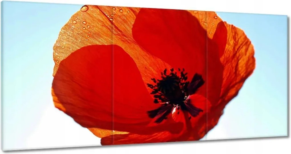 Képek 180x90 Mak Mak és Virágok