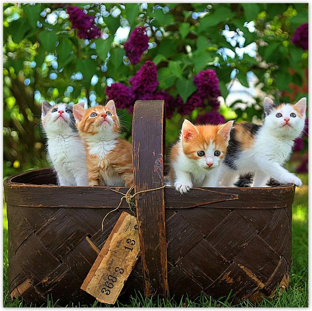 Poszterek 30x30 Cica Cicák