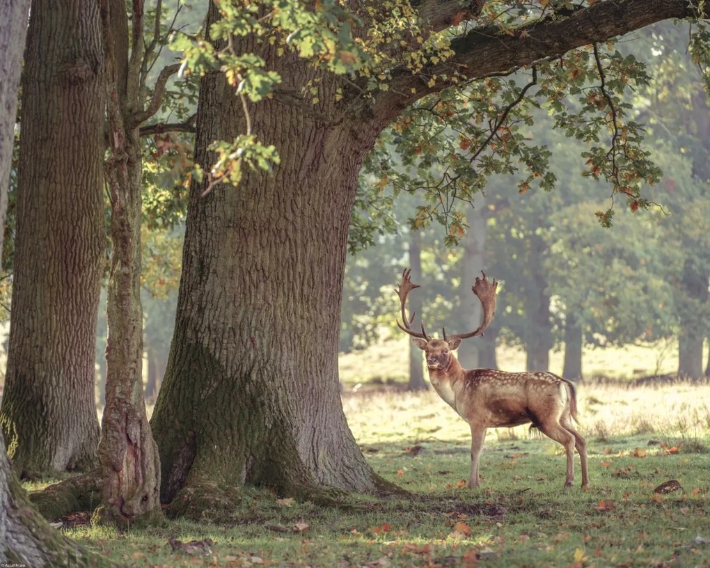 Poszter 50x40cm Szarvas az erdőben 3, Assaf Frank