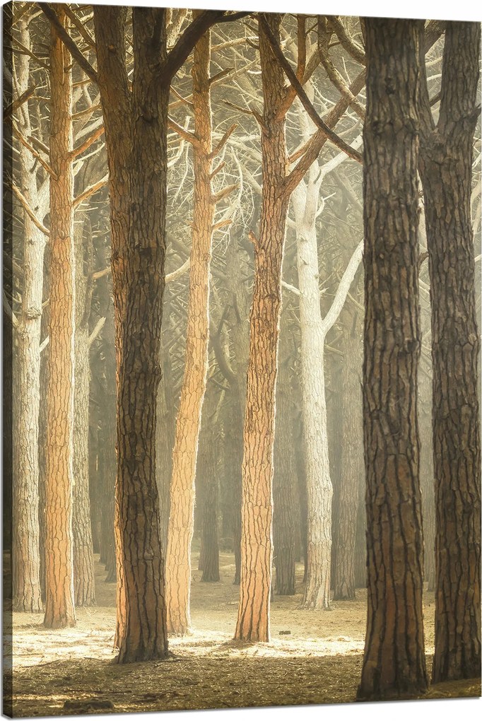 Vászonkép Fák Fény Természet Erdő 80x120 cm Ideális ajándék