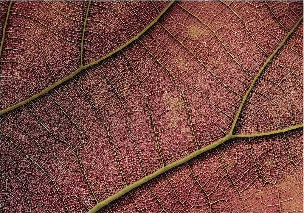 Stílusos Dekoratív fotótapéta Flizelin Leveles textúra 312x219