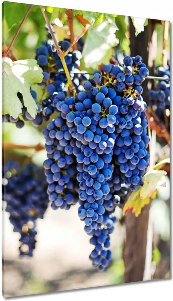Vászonkép 80x120 Bor Szőlő Szőlőbirtok