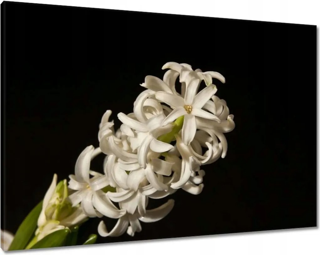 Vászonkép 100x70 Fehér virág