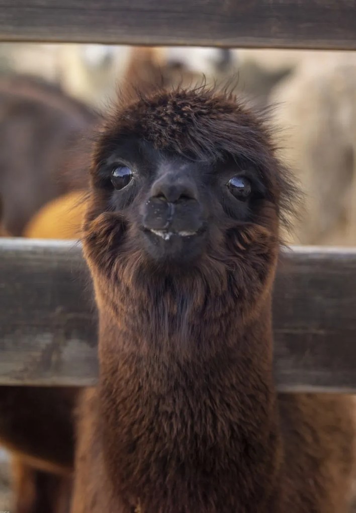 Poszter 68x98cm Alpaka, Assaf Frank