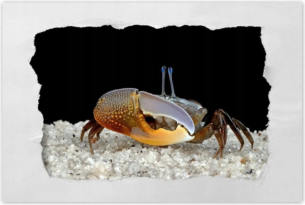 Poszterek 90x60 Sárga rák hegedű