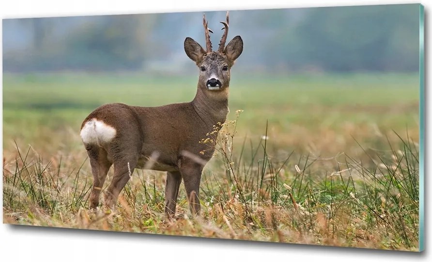 Fotó-kép fotó edzett üveg Sarna 125x50