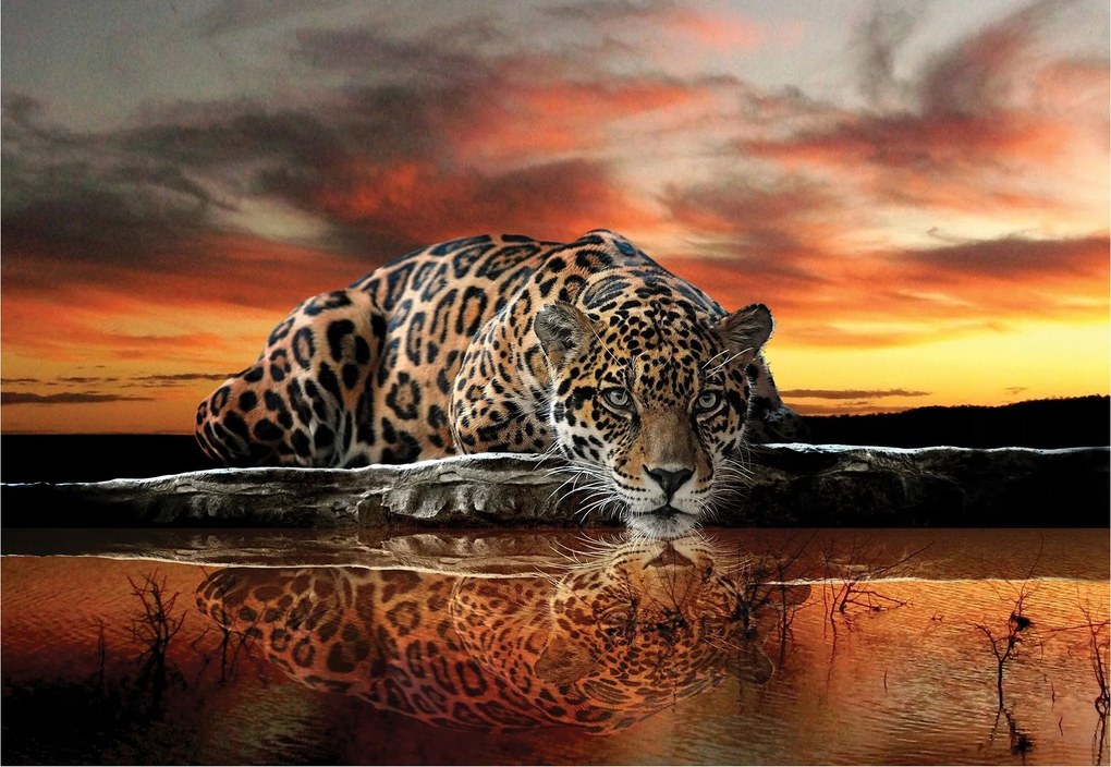 Fotótapéta Jaguar Leopard Afrika naplemente vinil 208x146 +ragasztó