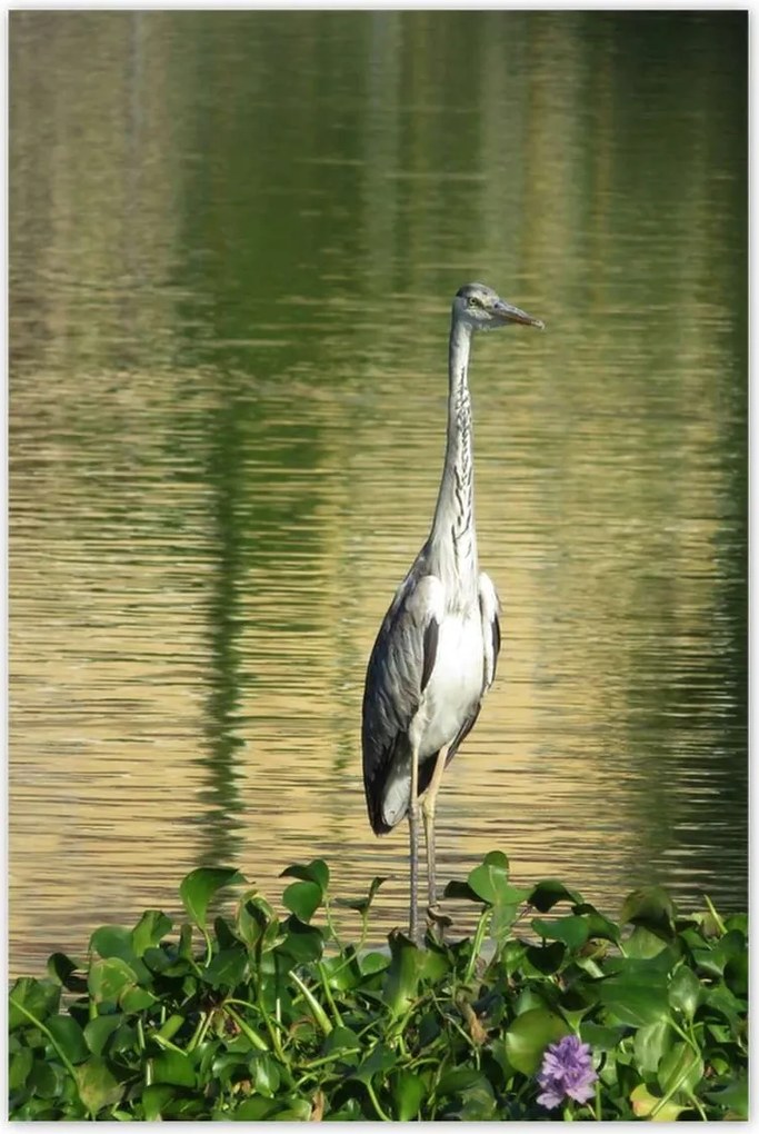 Poszterek 80x120 Kalapos madár Tájkép Kilátás