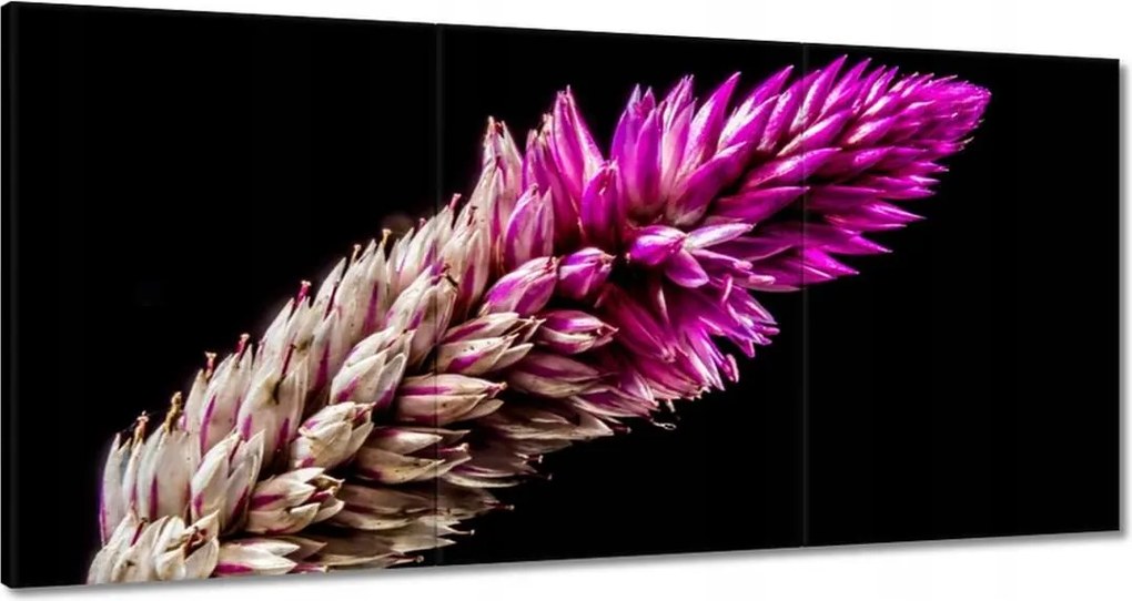 Festmények 120x60 Lila