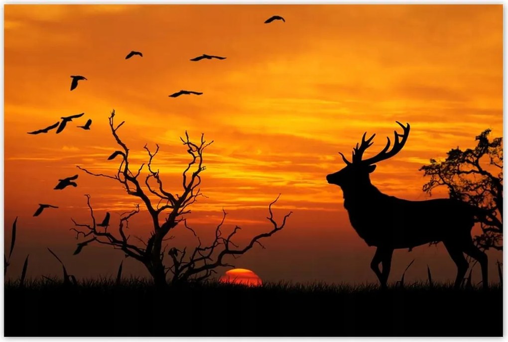Poszterek 120x80 Szarvas és naplemente