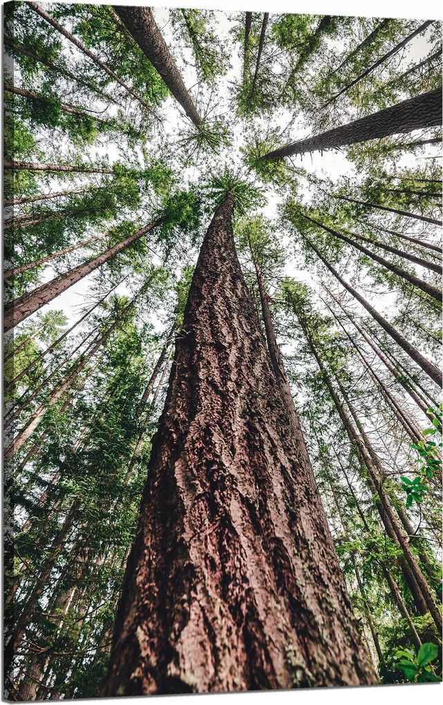 Vászonkép Fák Ég Természet Művészet 50x80 cm