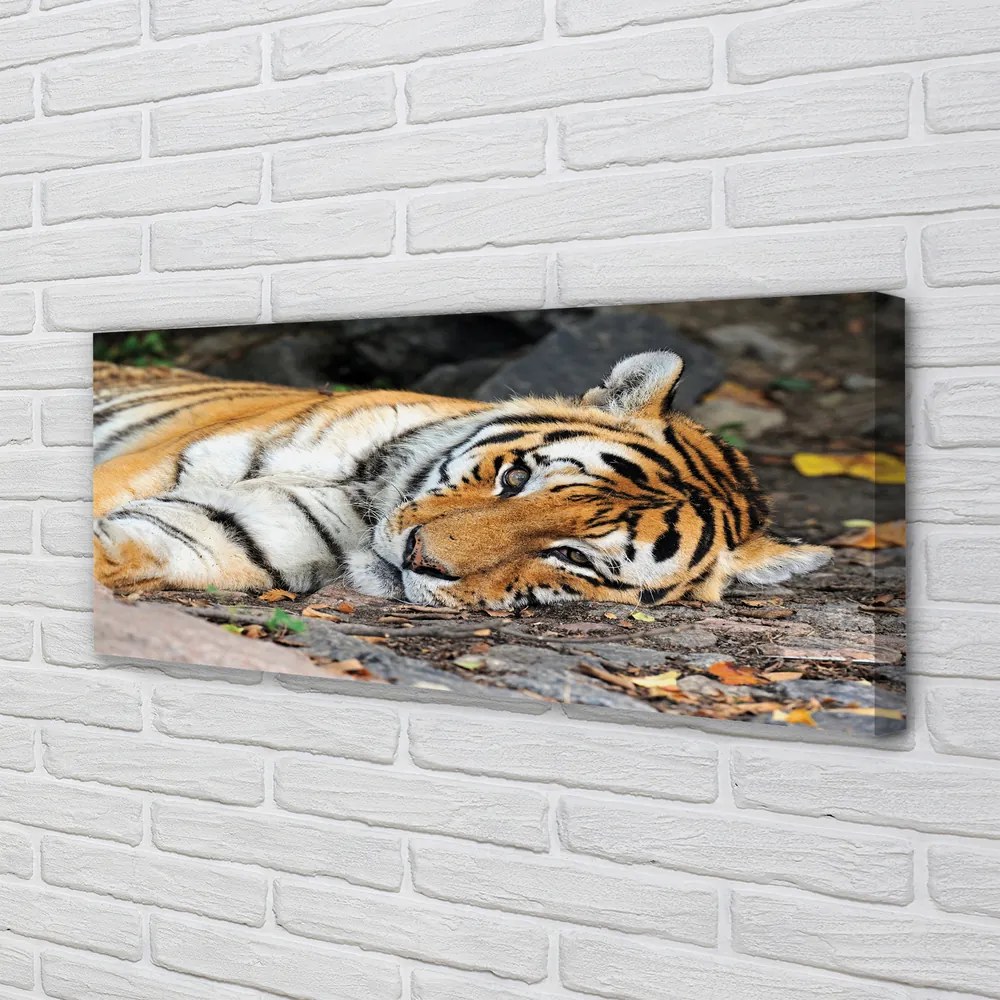 Canvas képek fekvő tigris 100x50 cm