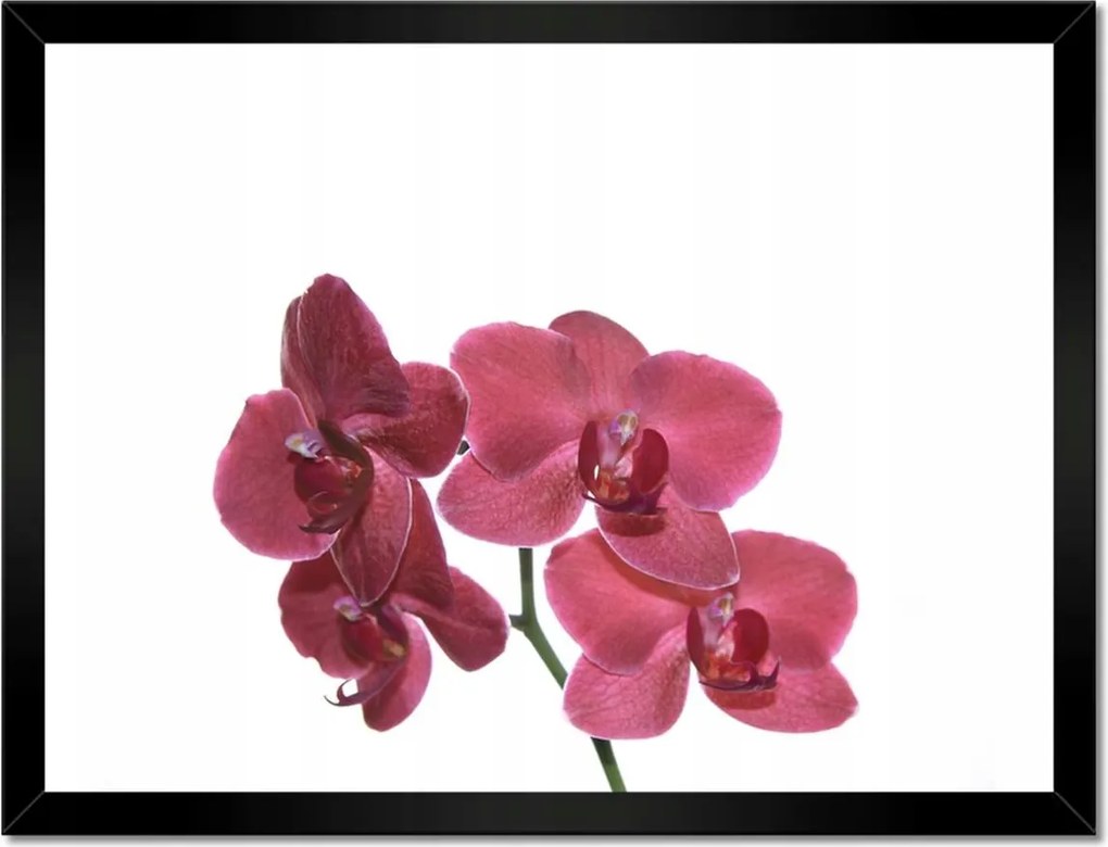 Poszterek keretben 40x30 Szenvedélyem Orchidea Virág