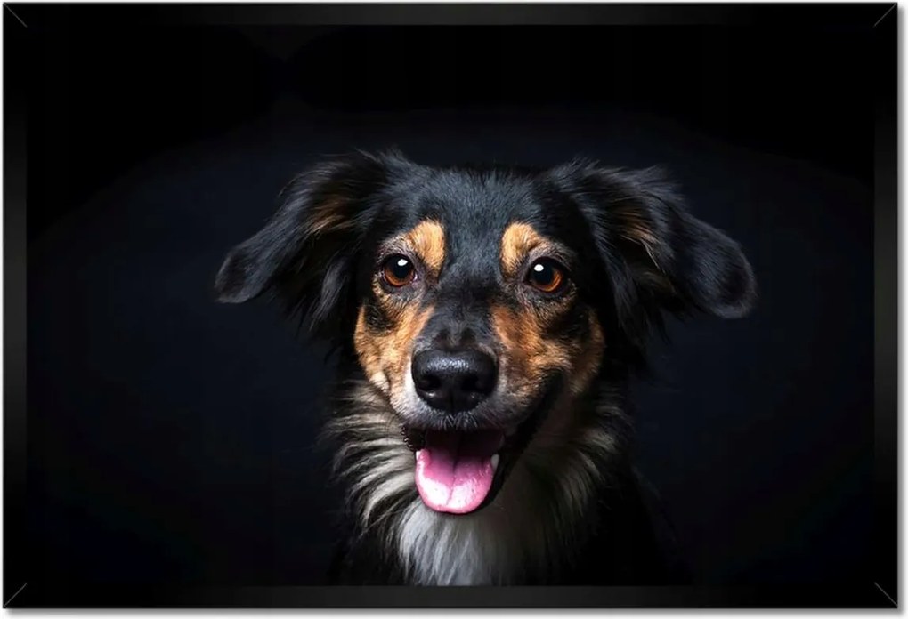 Poszterek keretben 60x40 Border Collie portré