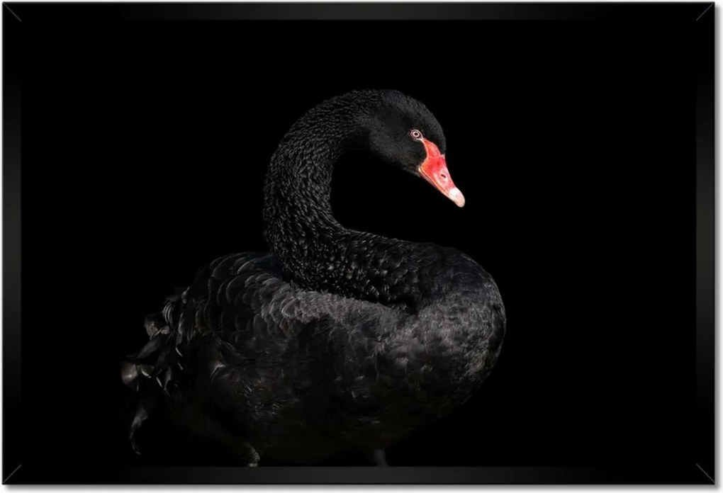 Poszter keretben 60x40 Fekete hattyú Ausztrália